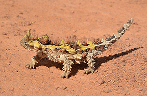 Moloch horridus